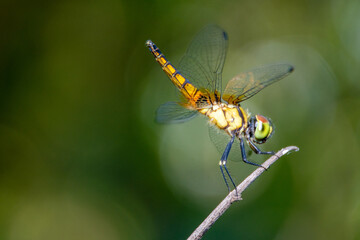 Thin winged dragonfly catching dry trunk, rain forest in Udon Thani, Thailand