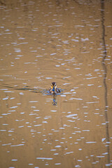 ducks in the water