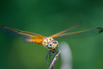 Thin winged dragonfly catching dry trunk, rain forest in Udon Thani, Thailand