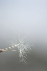 Fototapeta premium dandelion seed head