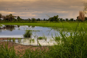 Seasons of rice planting and green fields in evening sunlight