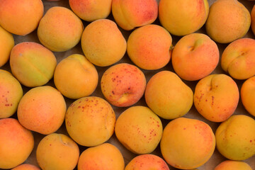 Apricots background. Fresh organic apricot fruits. Countryside garden harvest. Fruit salad, smoothie, pie and jam ingredient.