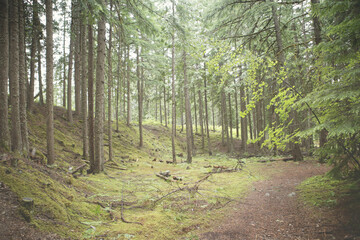 Obraz premium path in the forest
