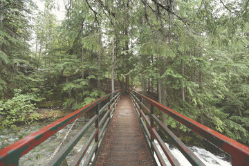 bridge in forest