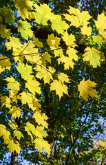yellow maple leaves in autumn