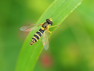 Weibchen der Langbauchschwebfliege (Sphaerophoria scripta)