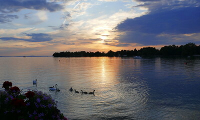 Schwänne mit ihrer Brut bei Sonnenuntergang im Bodensee
