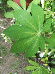 A Top angle shot of conjointed leaves at a single point.