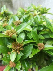 Ixora buds bunch in a garden with green leaves.