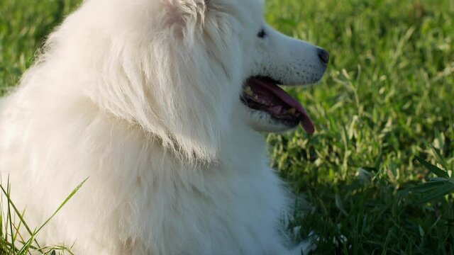A beautiful white Samoyed dog lies on the green grass. Dog at sunset. Samoyed close-up.