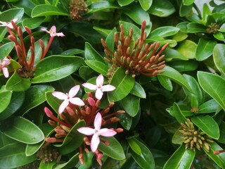 The closeup shot of an Ixora flower plant.