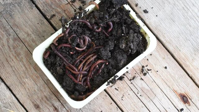Earthworms crawl and hide in wet black soil inside rectangular box on rustic wooden background with copy space. Closeup of worms as bait for fishing. Composting concept