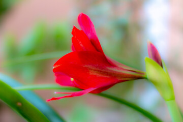red tulip with water drops