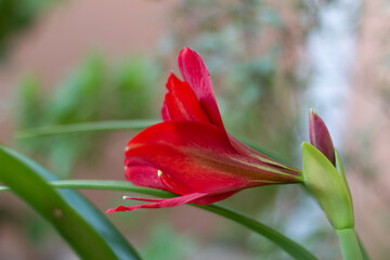red tulip flower