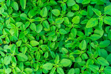 Naklejka na ściany i meble spring background of bush leaves, park art concept. carpet of green leaves