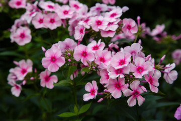 Obraz na płótnie Canvas Blossom phlox paniculata in garden. Pink flower Phlox paniculata in natural background.