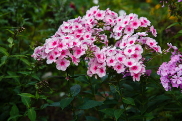 Blossom phlox paniculata in garden. Pink flower Phlox paniculata in natural background.