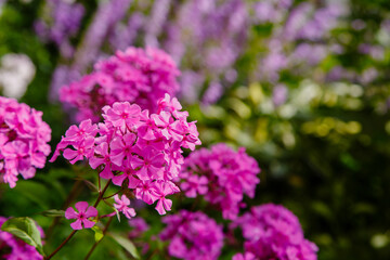 Blossom phlox paniculata in garden. Pink flower Phlox paniculata in natural background.