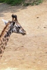 Giraffe face and neck in profile