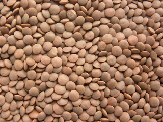 Brownish red color dry whole Masoor dal lentils