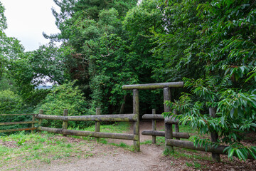 View of wooden fence and entrance to a redwood forest in Cantabria, Spain, horizontal
