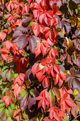 autumn ivy leaves on the house wall