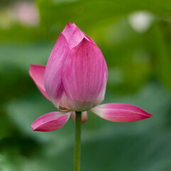Fototapeta na wymiar A Beautiful pink lotus flower is blooming
