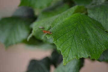 insect on leaf