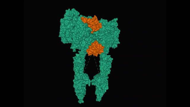 Structure of full-length insulin receptor (green) bound to four insulin molecules (brown), animated rotating 3D surface model, black background
