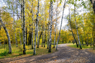 road in the autumn birch forest