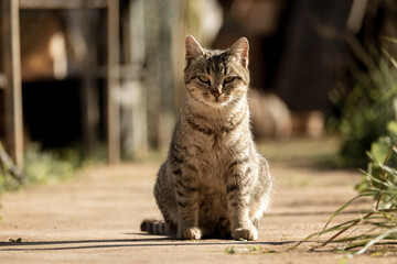 Gray and brown cat portrait sitting outdoors at the garden looking at the camera