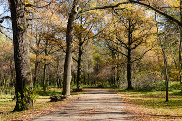 Naklejka premium path in autumn forest