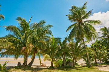 Coconut trees on the beautiful fine beaches