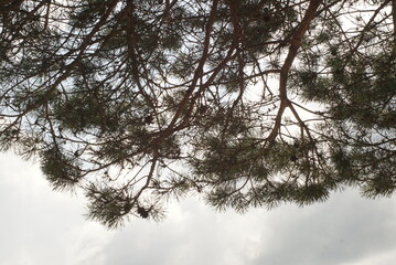 pine branches on a background of bright sky