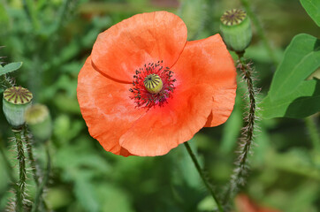 red poppy flower