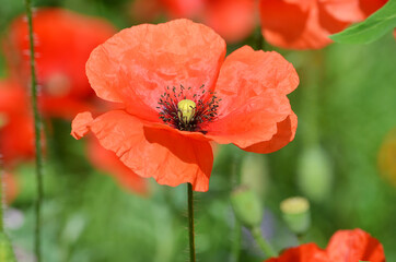 red poppy flower