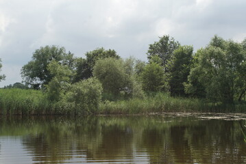 Fototapeta na wymiar pond with reeds in summer