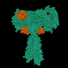 Structure of full-length insulin receptor (green) bound to four insulin molecules (brown), 3D surface model, black background