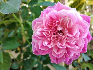 pink rose in the garden