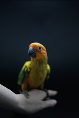 animal forest nature bird parrot