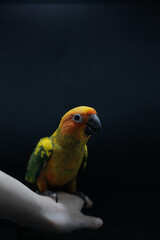 Obraz premium animal forest nature bird parrot