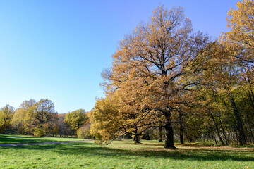 Naklejka premium autumn landscape with trees