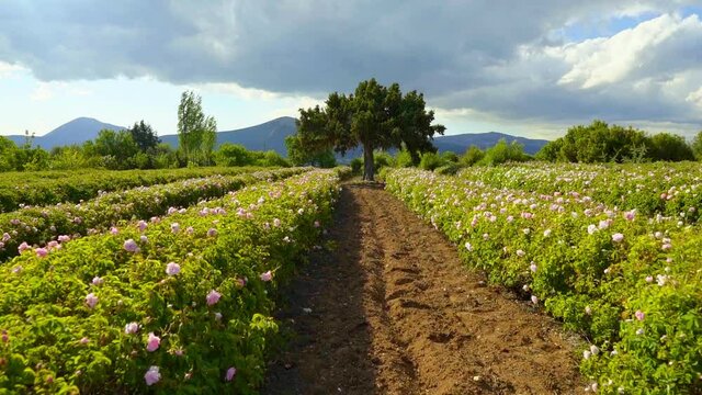 Tree in rose field. Isparta, Turkey