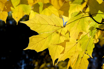yellow maple leaves in autumn