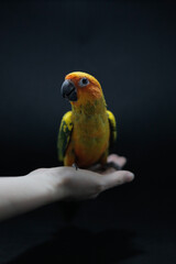 animal forest nature bird parrot