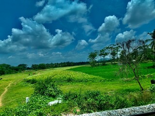 green field and blue sky