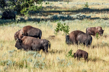 Bison (Bison bison) in Yellowstone National Park, USA