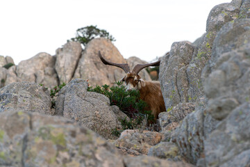 A sardinian mouflon with big horns is eating berries between rocks at a sunny day on the sardinian island Caprera