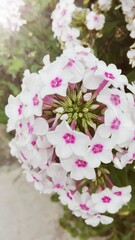 Pink and white flowers