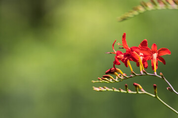 Crocosmia Lucifer, Montbretia, a beautiful red flower that attracts hummingbirds, soft green background copy space